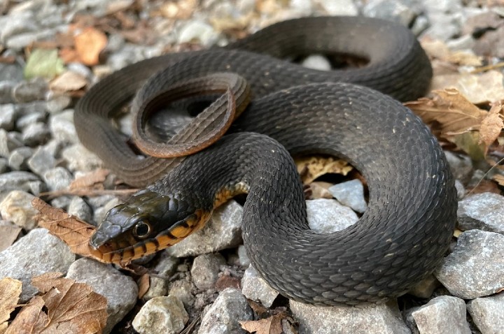 Plainbelly Water Snake